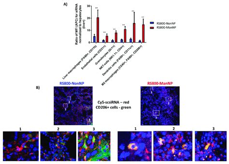 In Vivo Uptake Of Cy Scsirna Loaded Rs Non Mannp On Cellular