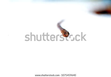 Naked Earthworm Escapes Dirt Pile Stock Photo Shutterstock