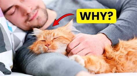 Why Does Your Cat Sleep With You Every Night Youtube