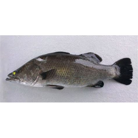 Sea Bass Wholesale Price And Mandi Rate For Sea Bass In India