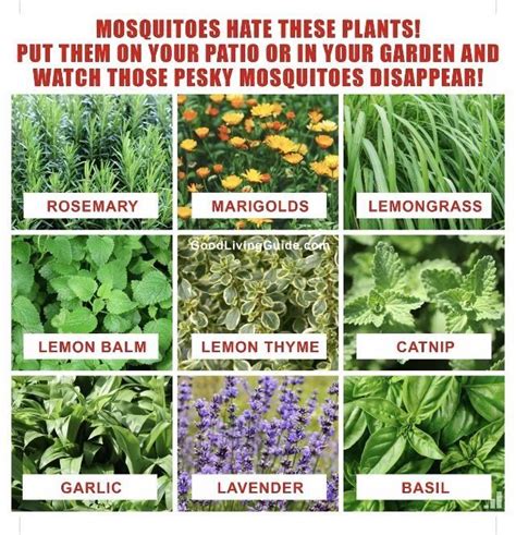 Plant These To Keep Mosquitos Away 1000 In 2020 Mosquito Plants Mosquito Repelling Plants