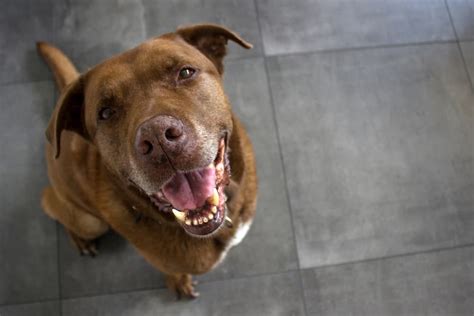 Can Dogs Get Cavities Great Pet Care