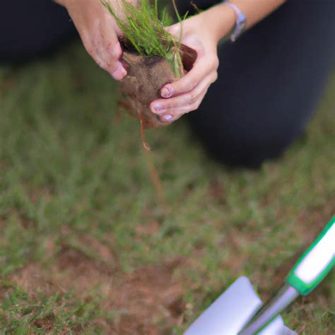 Guia Completo Para Plantar Grama Em Leiva