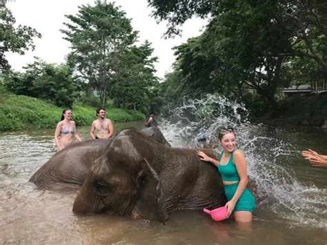 Swimming With Elephants In Thailand Elephant Freedom Project Chiang