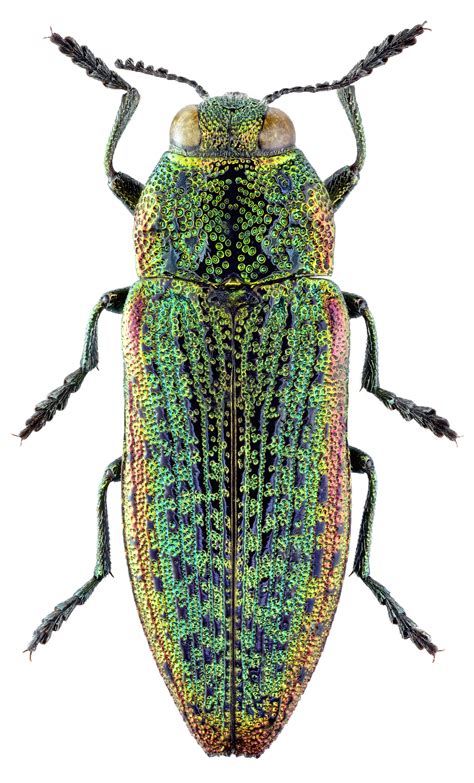 Златка Lamprodila (Lamprodila) limbata (Gebler, 1832) - автор фото С.О ...