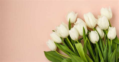 White Tulips Wallpapers 31 Free Background Images Wallpapergap