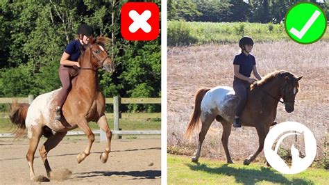 Can You Ride A Stallion 2024 Petsical