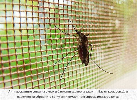 Откуда в квартире комары если окна закрыты: места размножения в ...