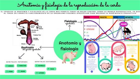 Evidencia 4 Anatomía Y Fisiología De La Cerda