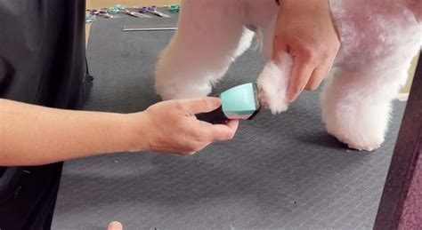 Bichon Puppy Grooming Demo | Groom Haüs