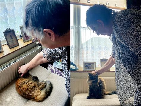 This 31 Year Old Fluffy Tortoiseshell Cat Could Be The Worlds Oldest