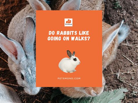 Do Rabbits Like Going On Walks Word Of Caution Petsmond