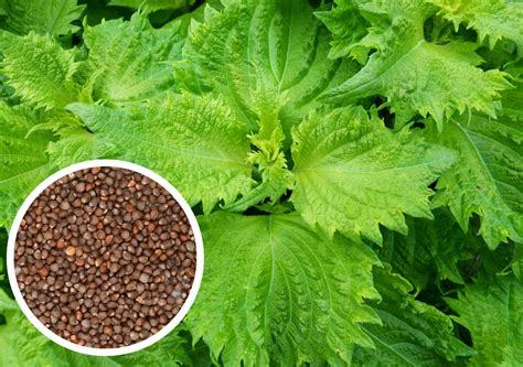 What Are Perilla Seeds | Storables