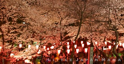 Little Japan Mama Night Sakura At Ueno Park