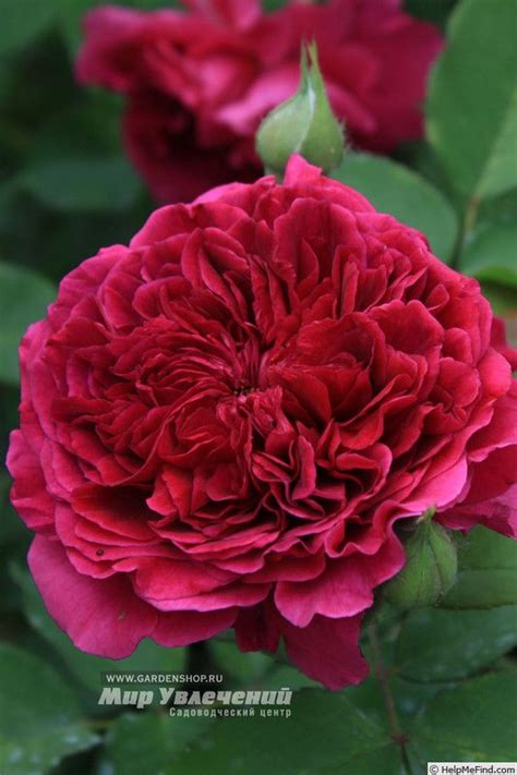 'Tess of the D'Urbervilles' Rose Photo