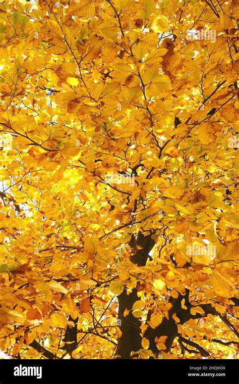 Autumn Colors Hornbeam Fall Hornbeams Stock Photo Alamy