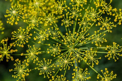 Anis - Erva Doce - Plantas - InfoEscola