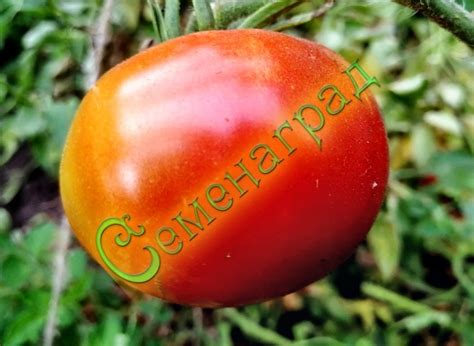 Семена томатов