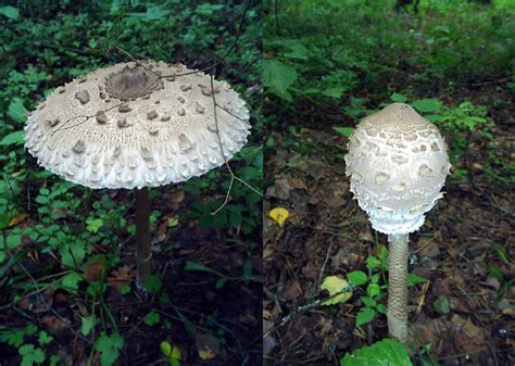 Гриб зонтик: фото и описание, съедобные и ядовитые разновидности