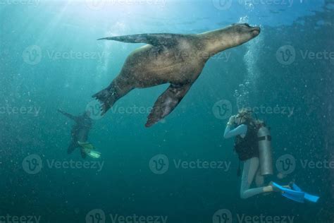 phoque de lion de mer venant à la plongeuse blonde sous l eau Photo de stock chez Vecteezy