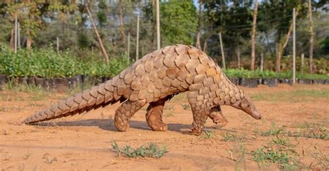 Coryphodon Animal Facts A Z Animals