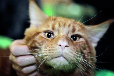Зачем вашей кошке кошачья мята: трава на все случаи жизни | Mixnews