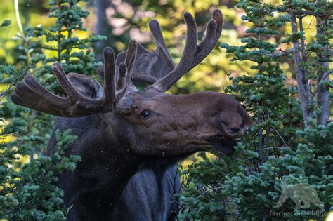 Wild Colorado Fascination Wildlife
