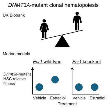 Sex Differences In DNMT3A Mutant Clonal Hematopoiesis And The Effects Of Estrogen Cell Reports