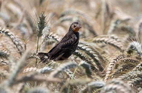 Public Private Conservation Efforts Of Tricolored Blackbird Agelaius