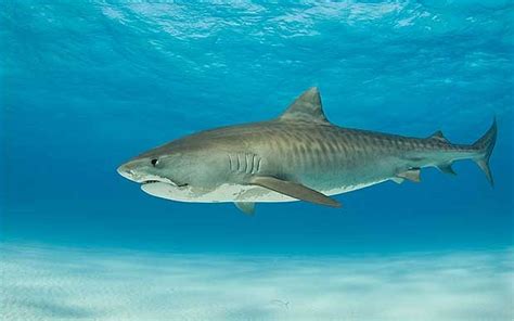 How long do tiger sharks live