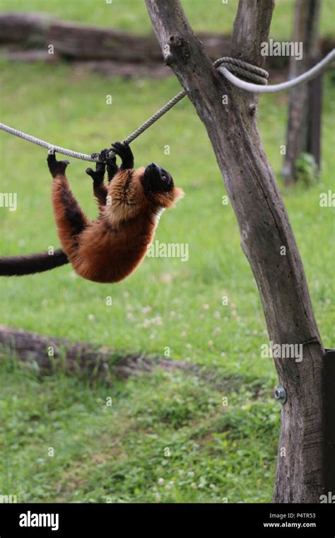 Roter Vari-Varecia rubra Stockfotografie - Alamy