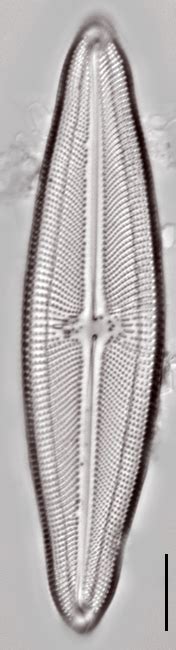 Image Image2wupng Species Diatoms Of North America