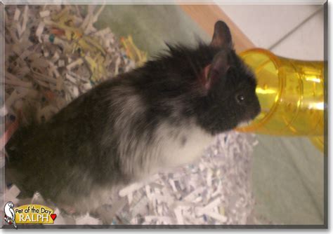 Ralph Dalmatian Hamster November 1 2020