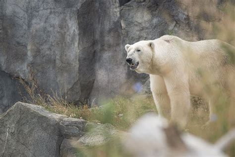 Polar Bear Ursus Maritimus Zoochat