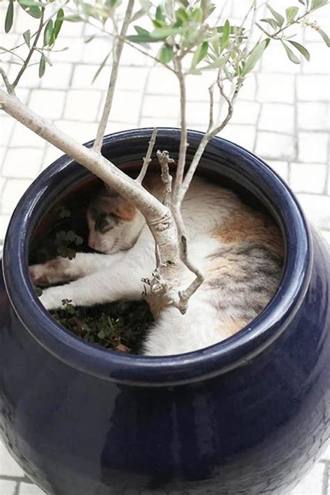 Cat Plants You Probably Shouldnt Water