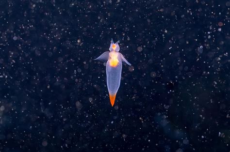 Sea Angel Sjávarlíf