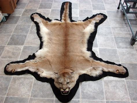 Real Mountain Lion Cougar Taxidermy Fur Pelt Rug Wall Hanging Moose R