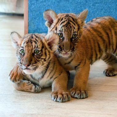 two baby tiger cubs playing with each other on the floor in front of a ...