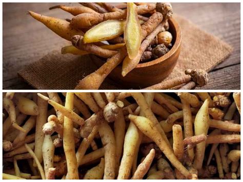 Manfaat Temu Kunci Untuk Kesehatan Rahasia Herbal Yang Jarang Terungkap