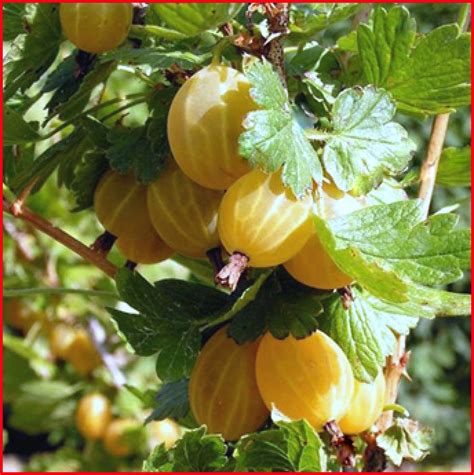 Крыжовник Английский Желтый купить в Беларуси. Купить в Минске саженцы ...