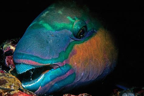 Bumphead Parrotfish Teeth