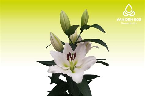 Лилия элегант леди фото (Много фото) - artshots.ru