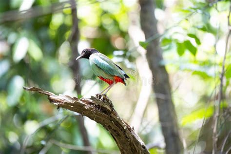 Hooded Pitta Stock Image Image Of Territorial Chestnut 155745035
