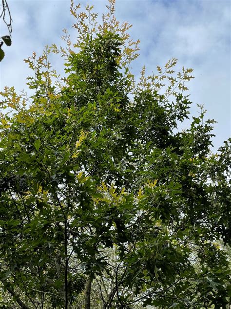 Quercus Gravesii Trees And Shrubs Online