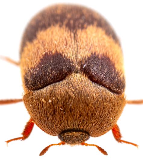 Attagenus Fasciatus Attagenus Fasciatus Bugguidenet