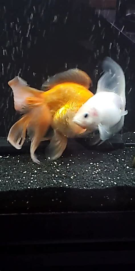 They always do this during feeding time lol! Don't worry they always