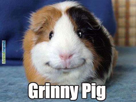 Guinea Pig Memes Guinea Pig Hub