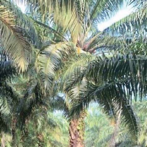 oil palm tree elaeis guineensis  scientific diagram