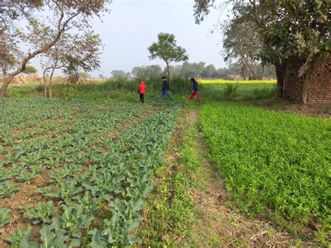 rural landscape   agriculture farm land  bihar india editorial