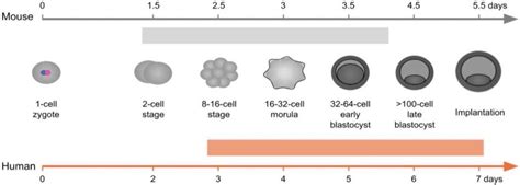 Comparative Developmental Genomics Of Sex Biased Gene Expression In Early Embryogenesis Across